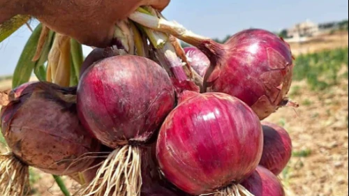 Soğan neden pahalı; soğan ithalatı çözüm olur mu?