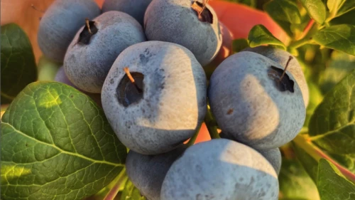 Blueberry kârlı bir yatırım mı; yoksa riskli bir girişim mi?
