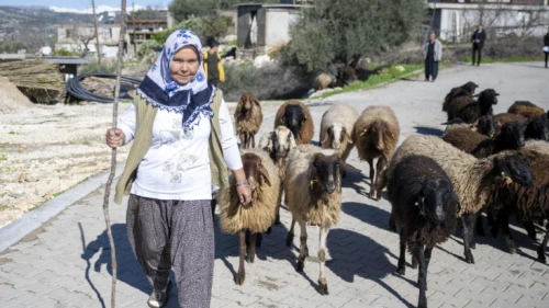 Köye dönmek isteyenlere hayvancılık desteği: Faizsiz 2 milyona kadar küçükbaş kredisi