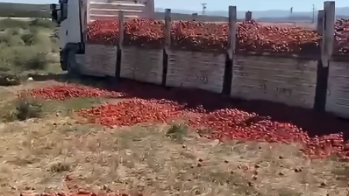 Salçalık domates krizinde yeni perde: Ticaret Bakanlığı “Ezik ve topraklı” dedi, çiftçi tepki gösterdi