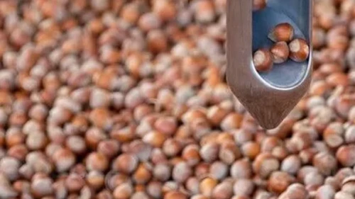 Fındıkta taban fiyat yükselecek mi; TMO randevuları açıtı