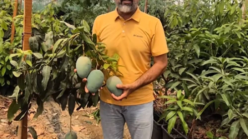 İthal mangoda “yerli” oyunu: “Mısır mangosunu 5 kat pahalıya satıyorlar”