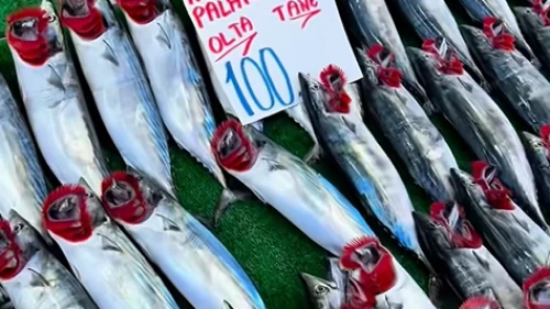 Palamutta korkutan uyarı; Bu yıl Karadeniz'den palamut fışkırıyor ama stok eriyebilir!