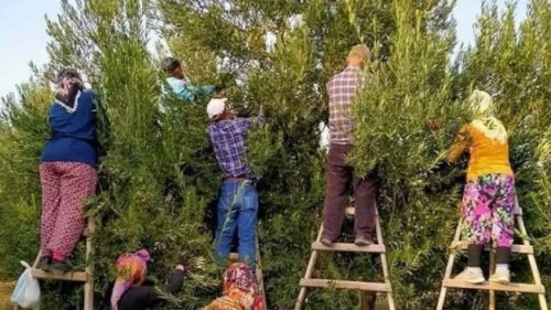 Tarlada kilosu 10 liraya düştü, toplaması 20 lira: Zeytinden kriz sesleri
