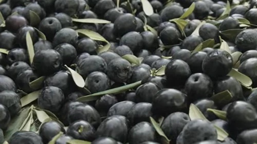 Zeytin sezonu 30 lirayla başladı; Üretici endişeli