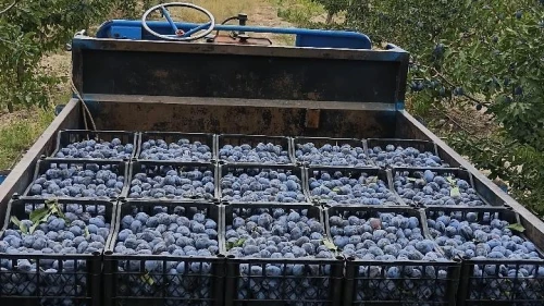 Çiftçinin isyanı: 3 kilo erik 1 ekmek alıyor