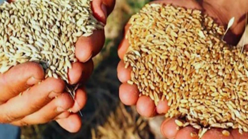 Sertifikalı tohum desteği askı listeleri yayımlanıyor: İtiraz süresini kaçırmayın