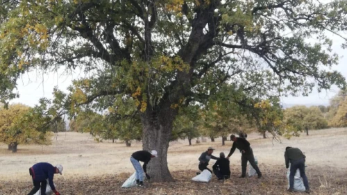 Üretmiyorsun, sadece ormandan topluyorsun; kilosu 10 liradan alınıyor