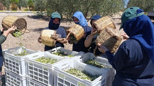 Palamuttan sonra bir iyi haber de zeytinyağından; Rekolte yüksek fiyatlarda yüzde 30 düşüş beklentisi!