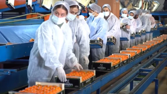 Tarım devi iflasın eşiğinde