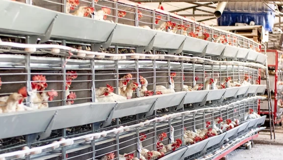 Tavukçuluk sektöründe bir konkordato daha