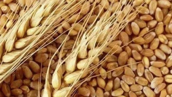 Rusya buğdayında bulaşıcı mantar uyarısı