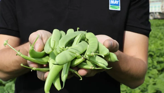 Bursa merkezli tohum şirketine rekabet soruşturması