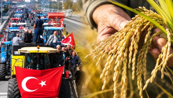 Çeltik alım fiyatı belli oldu; Üretici 55 TL istemişti TMO daha düşük fiyat açıkladı