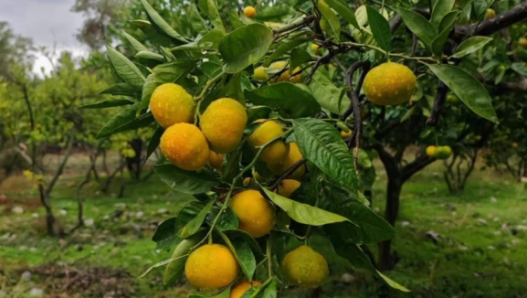 Mandalina dalda mı kalacak; tarlada fiyat dibe vurdu, markette 35 TL