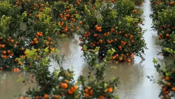 Çukurova'da erkenci karpuzu ve narenciyeyi sel vudu