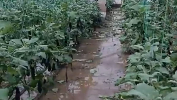 Seraları yine sel vurdu; çilekler, domatesler zayi oldu