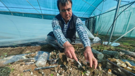 Yeni iş fikri arayanlara fırsat: Kuzugöbeği üretimi için ücretsiz eğitim