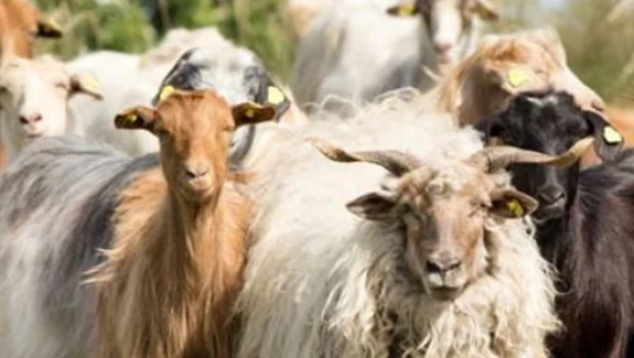 Hayvancılık destek başvuruları başlıyor! Üreticilere kritik çağrı