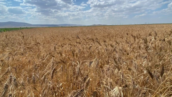 FAO açıkladı; İran savaş öncesi tahıl depolamış