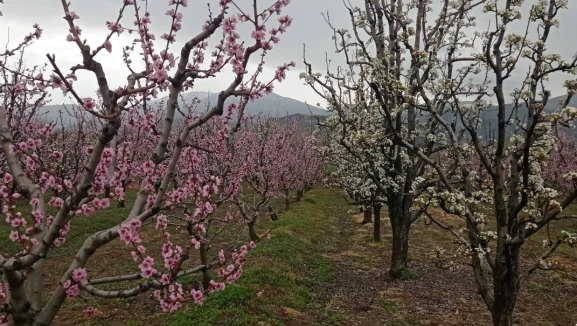 Şeftali satılamadı; 420 bin şeftali ağacı kesilecek