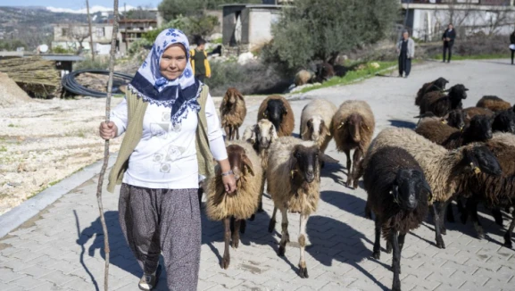 Köye dönmek isteyenlere hayvancılık desteği: Faizsiz 2 milyona kadar küçükbaş kredisi