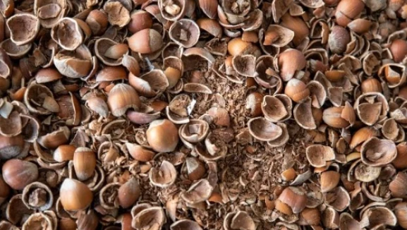Fındığın kabuğu bile para ediyor: Fındık atığından ne üretilebilir?