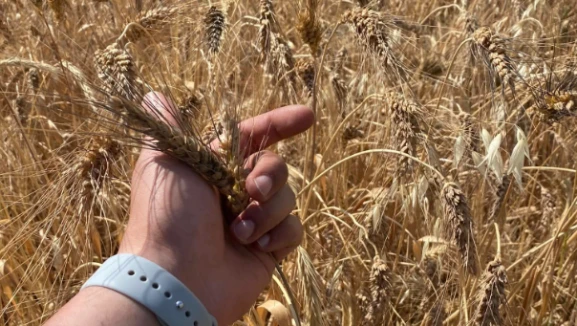 Buğday üreticisine yüzde 75 tohum desteği: Başvuru için son günler