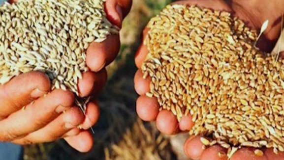 Sertifikalı tohum desteğinde süre daralıyor; Listeler askıda