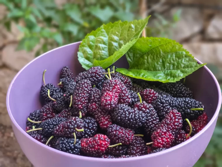 Halüsinasyona neden olan 8 yaygın yiyecek! 5