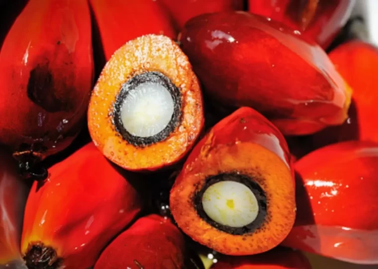 Karar sizin; Palm yağı zararlı mı yoksa sağlıklı mı? 8