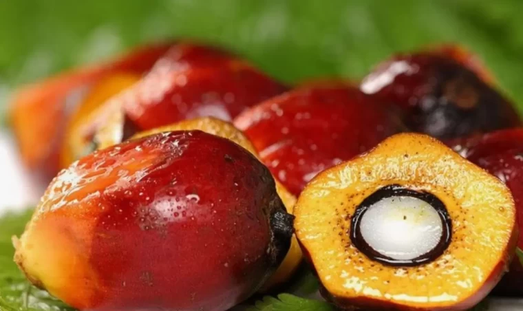 Karar sizin; Palm yağı zararlı mı yoksa sağlıklı mı? 10