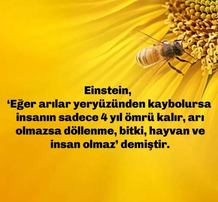Dünya Arı Günü.. Einsetin arı teorisi hurafe mi gerçek mi? 1