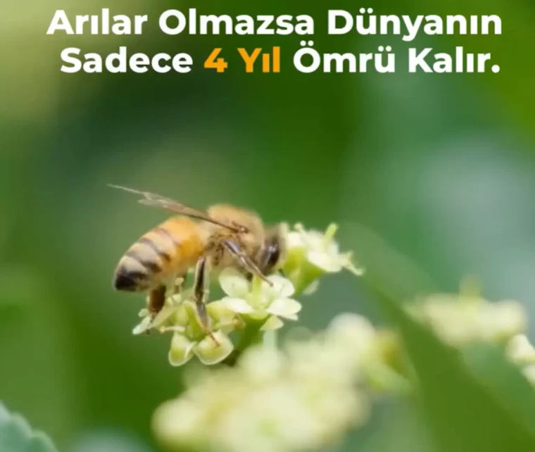 Dünya Arı Günü.. Einsetin arı teorisi hurafe mi gerçek mi? 2