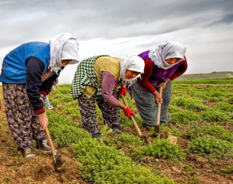 Karpuzu yetiştiren değil satan kazandı! 1