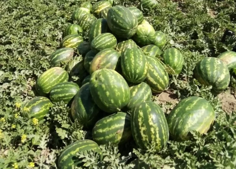 Karpuzu yetiştiren değil satan kazandı! 2