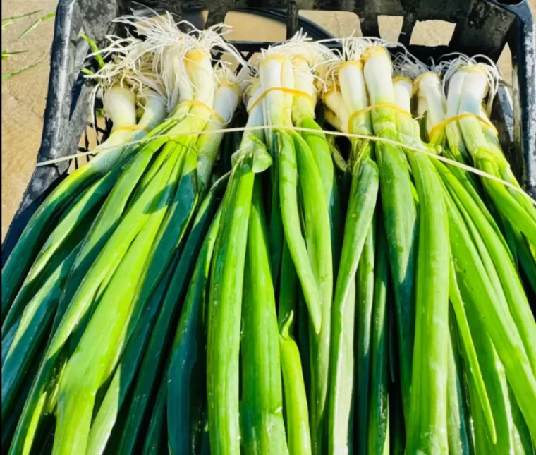 Karpuzu yetiştiren değil satan kazandı! 4