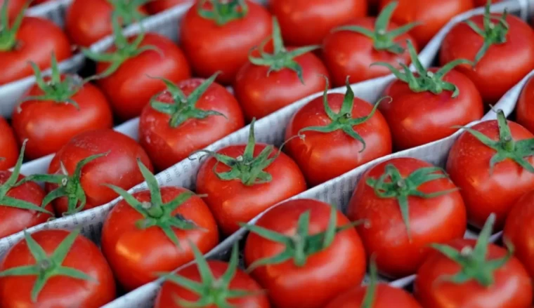 Karpuzu yetiştiren değil satan kazandı! 6