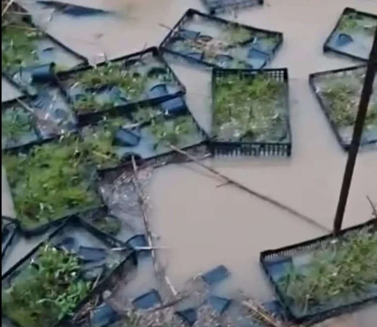 Seralar ve fidanlıkları hortum ile sel vurdu; sebze fiyatları daha da artacak 2