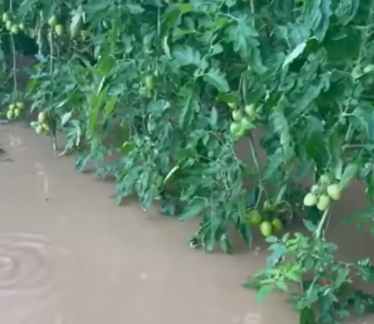 Seralar ve fidanlıkları hortum ile sel vurdu; sebze fiyatları daha da artacak 3