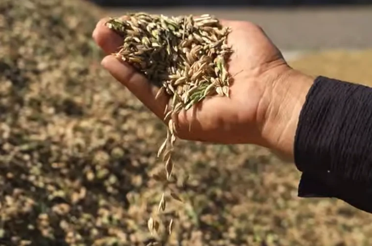 Bir tabak yemeğin gizli maliyeti: Hangi gıda ne kadar su tüketiyor? 3