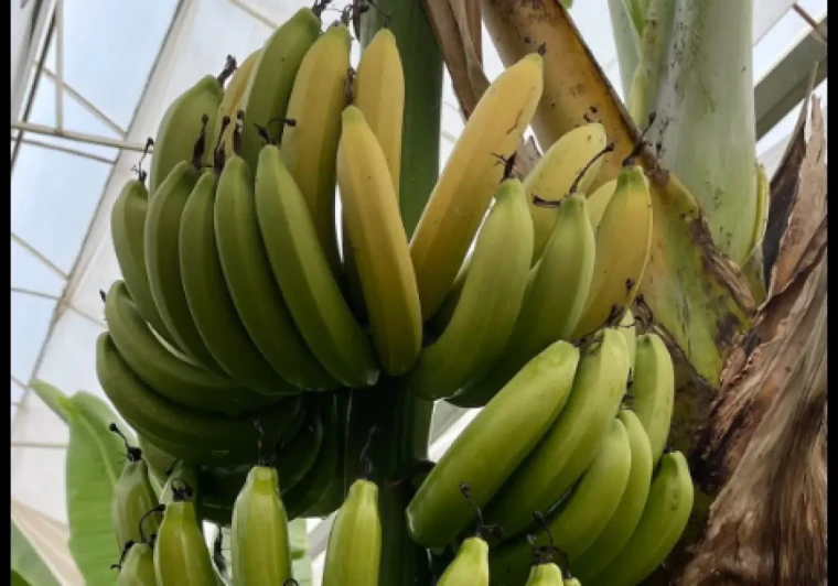 Bir tabak yemeğin gizli maliyeti: Hangi gıda ne kadar su tüketiyor? 8