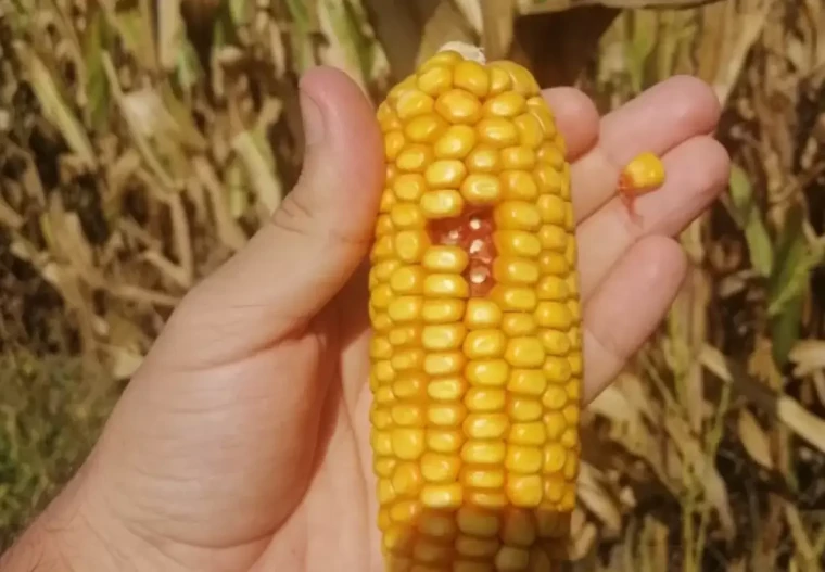 Bir tabak yemeğin gizli maliyeti: Hangi gıda ne kadar su tüketiyor? 10