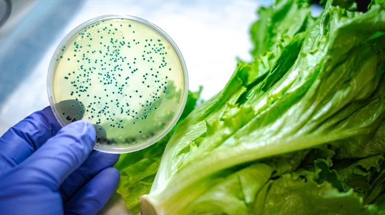 Restoran ve marketlerdeki salatalarda ölümcül bakteri "E. coli" saptandı