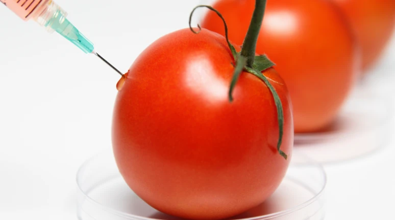 Genetik müdahaleyle domatese D vitamini eklediler