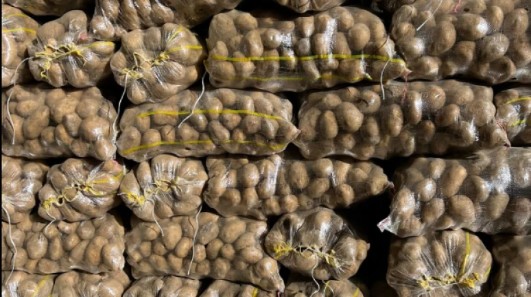 Patates tarlada 5 markette 25 lira