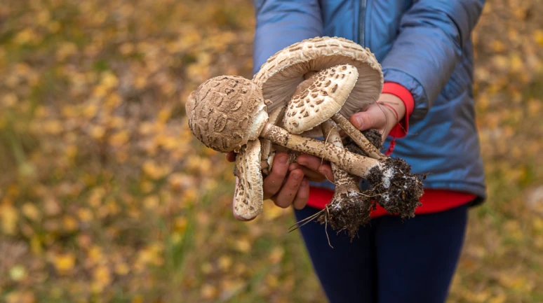 Mantarların sağlığa gizli etkilerini biliyor musunuz?