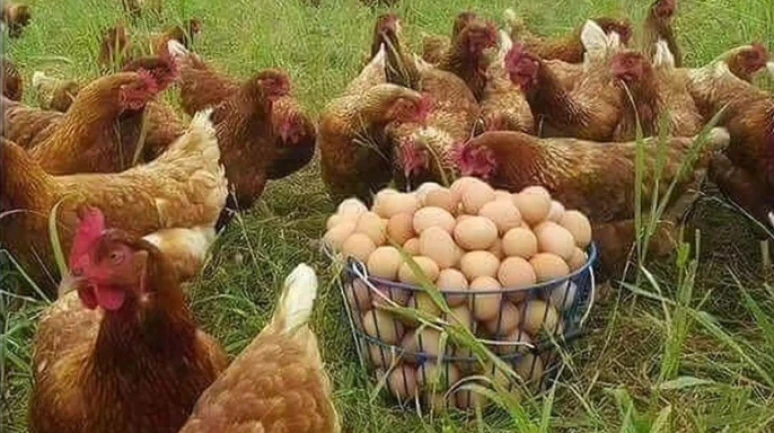 Tavuklara açık hava yasağı; Gezen tavuk yumurtası riskli mi?