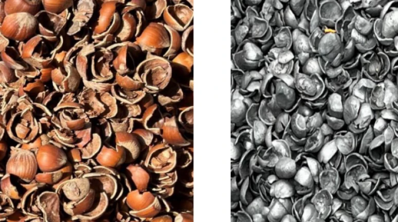 Balsu Gıda fındık kabuğundan aktif karbon üretimine başlıyor