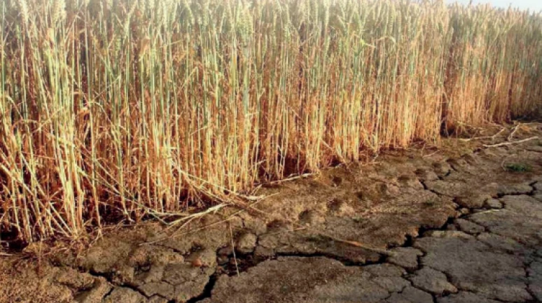 İklim krizi gıdaların yapısını değiştiriyor; Daha kalorili, daha az besleyici..